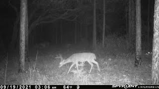 My Florida Public Land Gear SetUP- XOP ambush