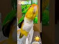 シロハラインコ華ちゃん🐥（ヤバいよヤバいよ〜❣️🙀💦💢💃🗑️）