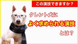 【解説】タレント犬によく求められる演技は？