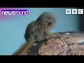 Cutest Monkey Ever | Happy News | Newsround