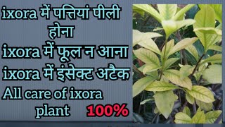 ixora plant care | ixora plant not flowering | ixora ki pattiya peeli hona leaf chlorosis | rukmani