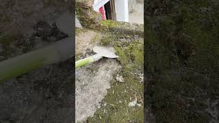 This Scraper Is Super Good For Scraping Moss Recommend