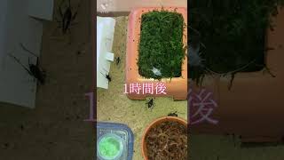 [鈴虫] 白い鈴虫