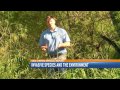 Invasive Species and the Environment