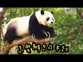 圓寶手伸好長勾不到果果，圓寶模樣超可愛|熊貓貓熊The Giant Panda Yuan Yuan and Yuan Bao|台北市立動物園