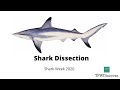 Shark Week 2020 | Shark Dissection