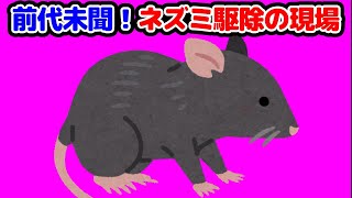 前代未聞！ネズミ駆除の現場【ボカシ有り】🐀Hachigori🐝🦍TV