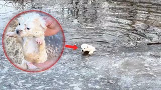 In the freezing cold river, the puppy cried in pain, begging for help