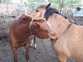 Арабская 🐎чистокровная кобыла Перспективная Лилу от Припуска и Пигмеи