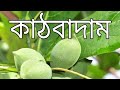 কাঠবাদাম গাছ