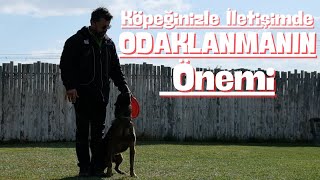 Köpeğinizle İletişimde Odaklanmanın Önemi