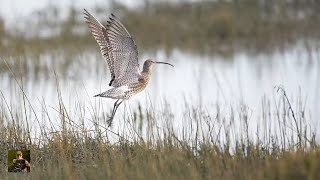 Discover The Hidden Gems Of Pagham Harbour RSPB!