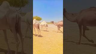 All animals Camel 🐪🐪#villagevlog #viralvideo #fouryoupage #camellife