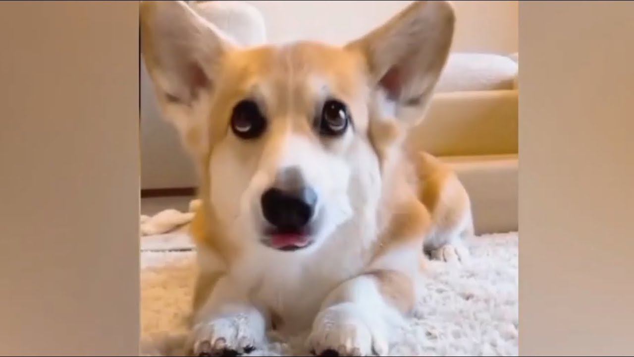 Funny Dog Cat Videos That Will Make You Laugh Part 7 Youtube