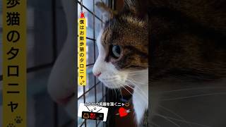 怪盗タロ参上ニャ😸みんなの笑顔を頂くニャ💌ニャルソック中ニャ😸🌠みんな～🎶お散歩猫のタロはニャルソックバッチリニャろ😸🚨またニャ😻見てくれありがとニャ😻いいね❣💞やコメント💌嬉しいニャ😻🎶またニャ😹🐾