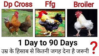 97, देसी मुर्गी पालन || FFg croiler - kuroiler poultry farm | dp cross murgi palan, desi murgi palan