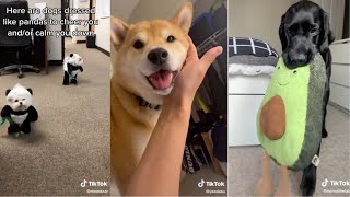 Tiktok dogs making me wish my dog didn't die...