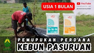 🔵🟡 PEMUPUKAN PERDANA KEBUN PASURUAN USIA 1 BULAN 🌳 | Berapa Dosis dan Cara Aplikasinya ⁉️