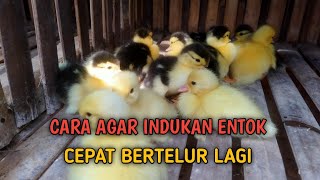 CAR AGAR INDUKAN CEPAT BERTELUR LAGI #ternakentok#budidayaentok#entoklokal