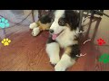 子犬をサークルに入れてみた【australian shepherd】オーストラリアンシェパード｜パピー｜puppy