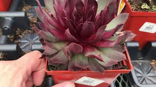 HOR 204 Plant Review From Local Nursery