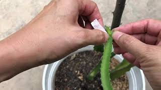 火龙果 - 火龙果芽苗嫁接的过程How to graft a dragon fruit seedling