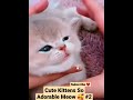 Cute Kittens So Adorable Meow 🥰 #2 #cat #cats #cute #funniest #cuteanimals #meow #kitten