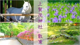 【京都の新緑】上賀茂神社の散策・大田神社のカキツバタ・社家町・神山馬・くらべうまの準備