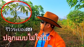 รีวิวมันระยอง89| ปลูกแบบไม่ใช้ปุ๋ย