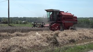 Prnjavorski farmeri obavili žetvu: Zadovoljni prinosima pšenice (Zemlja izvor života) 07.07.2024.