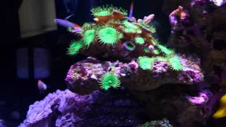 Maxspect Razor lit reef tank