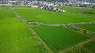 【アーカイブス映像】和邇のぶんけつの始まる時期の水稲風景