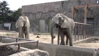 4K 東武動物公園 P1000660