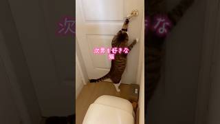 次男を好きな猫…脱ぎ捨てたパンツを抱きしめる⁈ #家族 #cat #tiktok #保護猫 #猫のいる暮らし #イカ耳 #猫 #球太 #癖強い #恋人