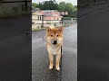 雨の中でも帰ろうとしない訳は？【柴犬の蓮くん】！ shorts