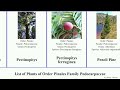 list of plants of order pinales family podocarpaceae podocarpus pine yellowwood plum yew usta nagi