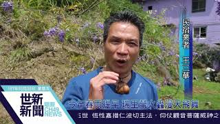 世新新聞 今年春雨提早 瑞里螢火蟲漫天飛舞