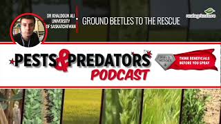 Pests \u0026 Predators Podcast, Ep 24: Ground beetles to the rescue!