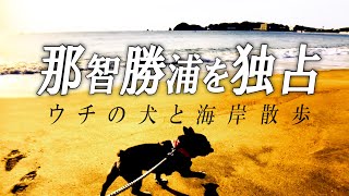 トラと海岸物語…那智勝浦ビーチをワンコと独り占め！