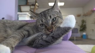 Paws Awhile Cat Cafe in Perry combines coffee and cat adoptions