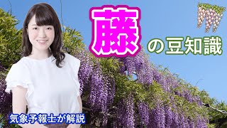 藤の豆知識【お天気さんの季節便り】