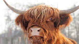 5 Scottish Cattle Breeds famous for beauty