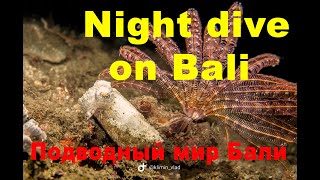 Night underwater live on Bali