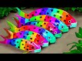 Stop Motion Amazing Daily Fishing Mud - Colorful Koi Fish Trap Hunting Eel Underground Experiment