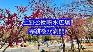 上野公園噴水広場　寒緋桜が満開