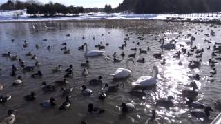 白鳥の田尻池(富山市)