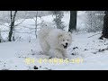 eng samoyed howl on a snowy hillside