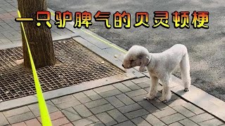 犟种狗狗和它的犟种铲屎官，在一棵树前对峙整整一天，主打一个互相伤害。【萌宠时空】