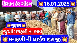 નવી મગફળીના બજાર ભાવ | મગફળીના આજના બજાર ભાવ | ગોંડલ મગફળીના ભાવ | Gondal marketing yard 16.01.2025