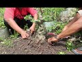 proses dongkel bahan bonsai hokianti di kebun ground belajar bonsai